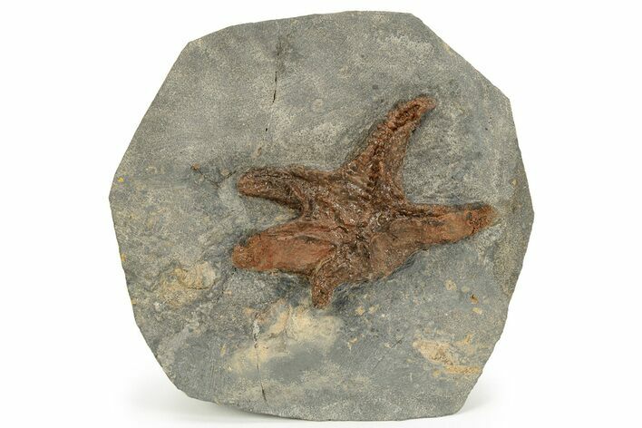 Ordovician Fossil Starfish - Morocco #233020